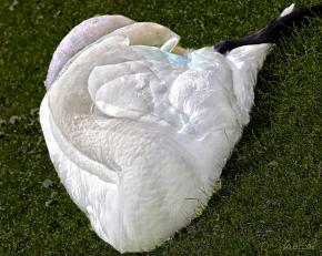 Swan A