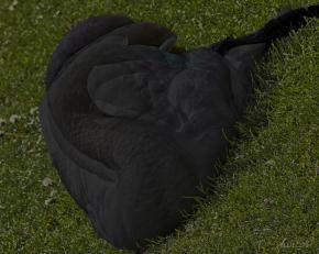 Swan A Black