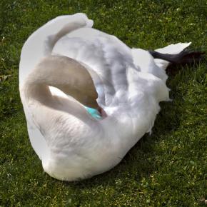 Swan B