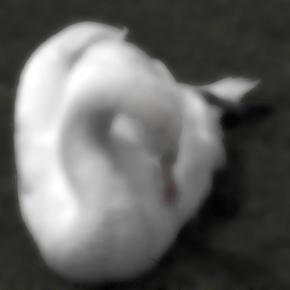 Swan D 1