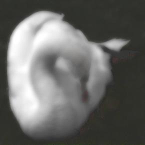 Swan D 3