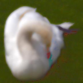 Swan D 5