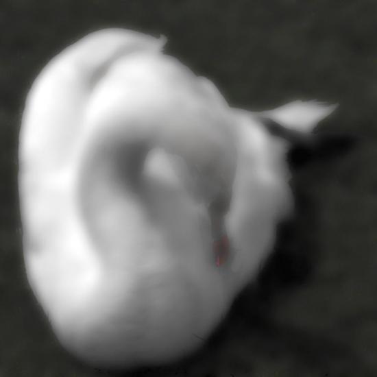 Swan D 1