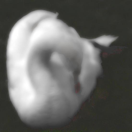 Swan D 3