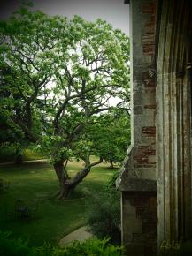 WELLS CATHEDRAL 18